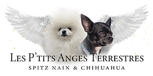 Les P’tits Anges Terrestres