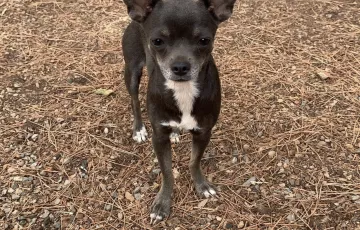 Sima une de nos femelles type chihuahua bleu plastron blanc 