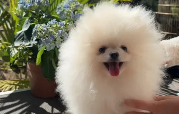 Jade femelle type Spitz nain blanc 