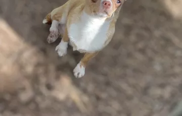 Suzzie femelle type chihuahua typé russe 