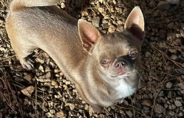 Shanna femelle chihuahua typé russe lila lof non confirmé 