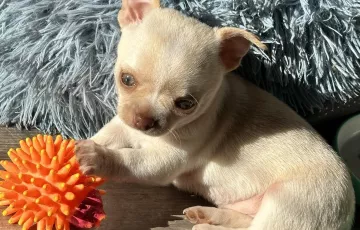 Magnifique femelle blanche et beige très jolie type, poids standards. Elle pourra rejoindre sa future famille la semaine prochaine après sa visite vétérinaire en ordre de tout. N’hésitez pas a nous contacter pour plus de renseignements. Les P’tits Ange   