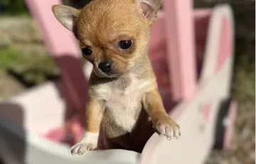 Merveilleuse petite femelle miniature chihuahua typé russe museau très court tête bien pommée de parents type russe née le 30/09/2023 disponible a la réservation elle pourra rejoindre sa future famille vers le 10 décembre elle pèse actuellement 410 gramme