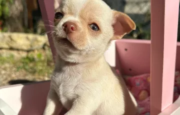 Femelle chihuahua blanche et beige née le 30/09/2023 disponible à la réservation elle pourra rejoindre sa future famille début décembre de parents typé russe Nos chiots partent en ordre de tout pucée, primo vaccination, vermifugé régulièrement afin de gar