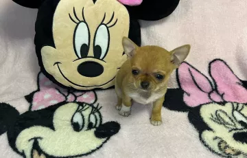 Magnifique petite femelle chihuahua très beau type, tout petit gabarit 550 grs a 2 mois prix 1400 euros . N’hésitez pas a nous contacter pour plus de renseignements. Les P’tits Anges Terrestres 
