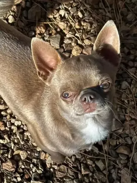 Shanna femelle chihuahua typé russe lila lof non confirmé