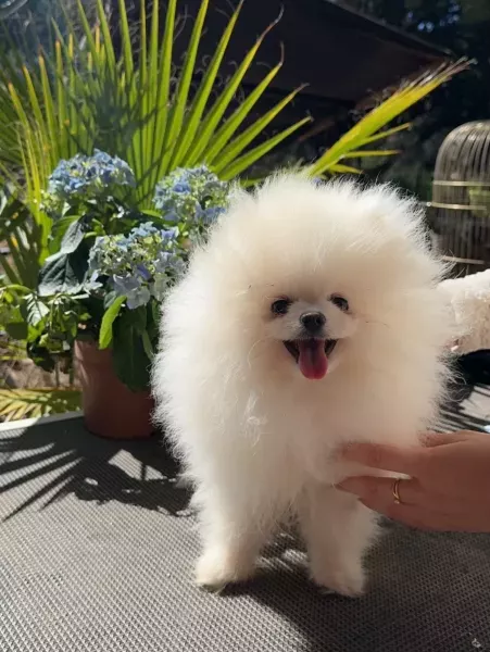 Jade femelle type Spitz nain blanc