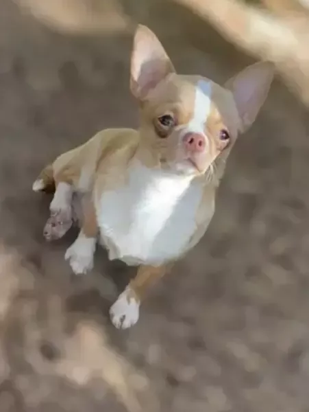 Suzzie femelle type chihuahua typé russe