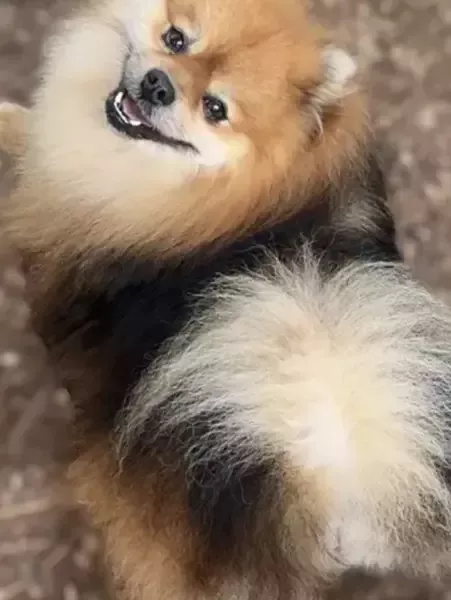 Riley type Spitz mariage avec Shakira type Spitz
