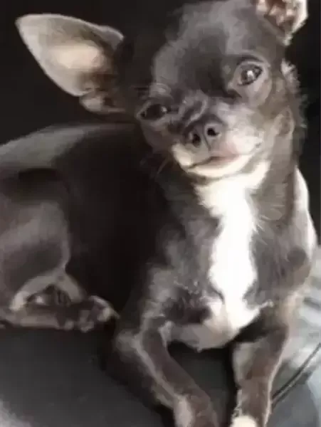 Ruby mâle bleu reproducteurs chihuahuas